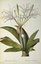 チコリフェア、 `Les Liliacearum、1806年